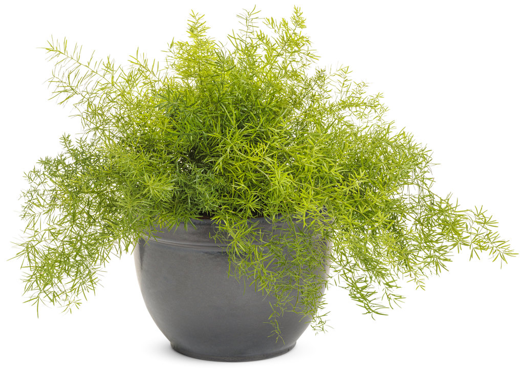 Proven Accents® - Asparagus Fern - densiflorous | Proven Winners