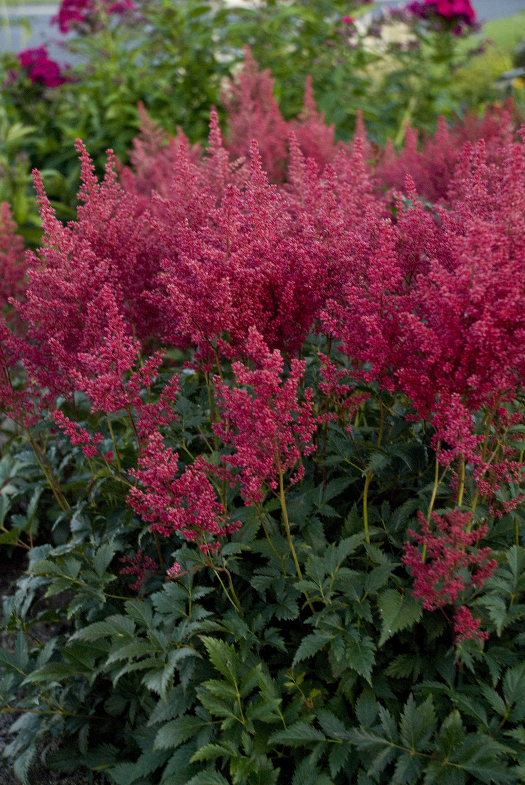 Image of Daphne companion plant hostas