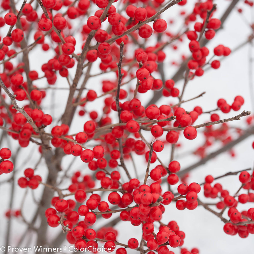 berry poppins® - winterberry - ilex verticillata | proven winners