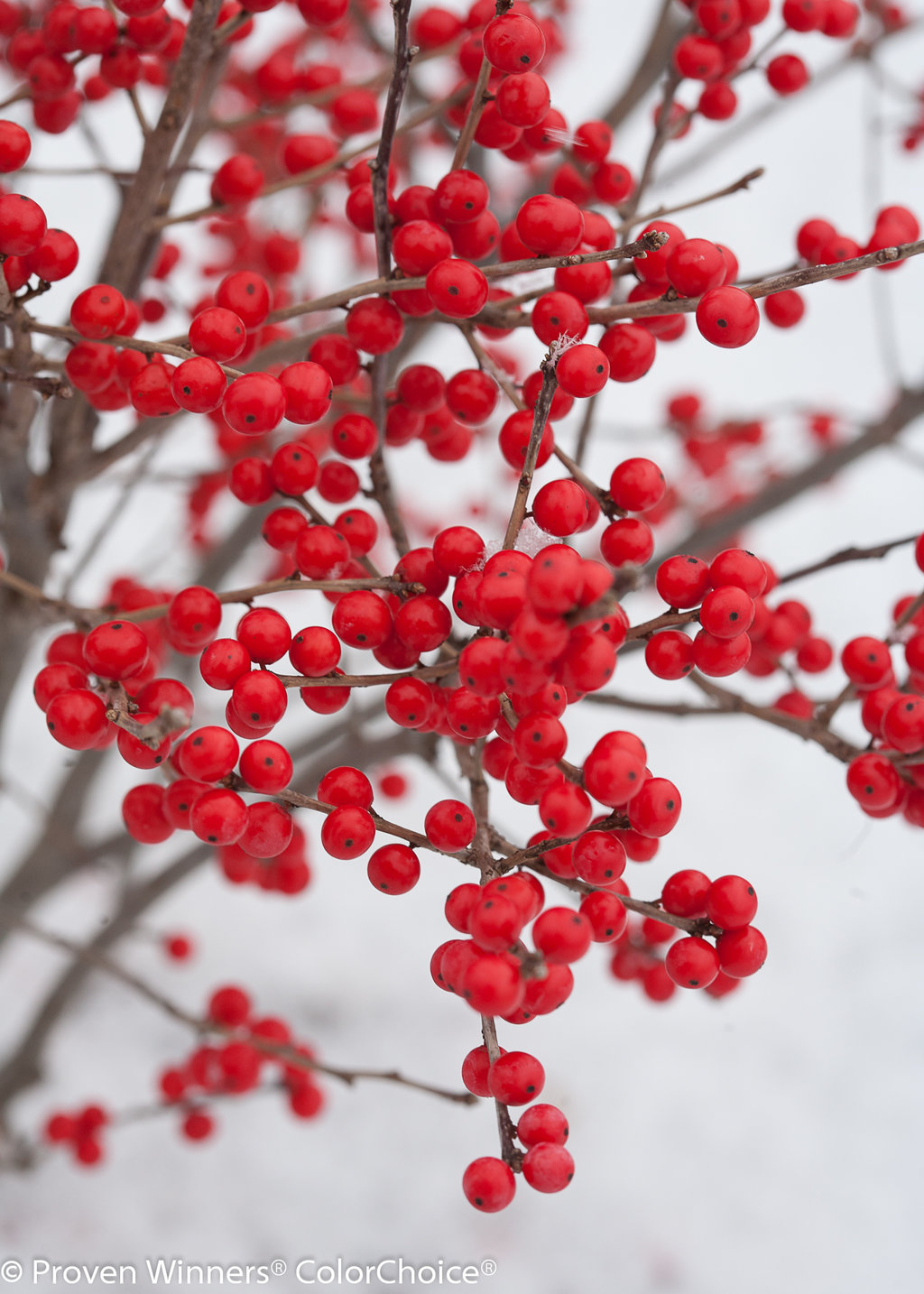 Winterberry – A Holly Like No Other – Norfolk Botanical Garden