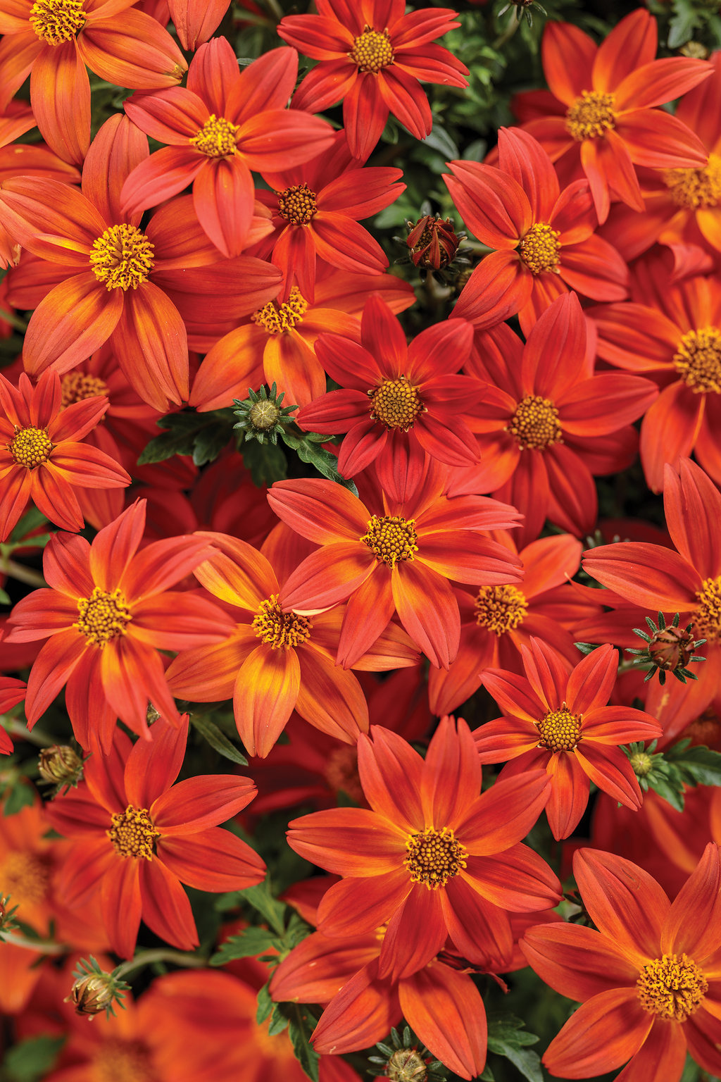 Campfire Flame Bidens Hybrid