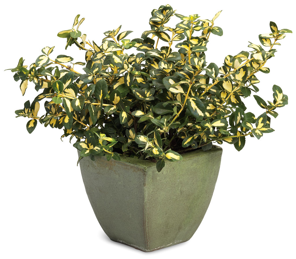 Image result for Euonymus Fortunei in container