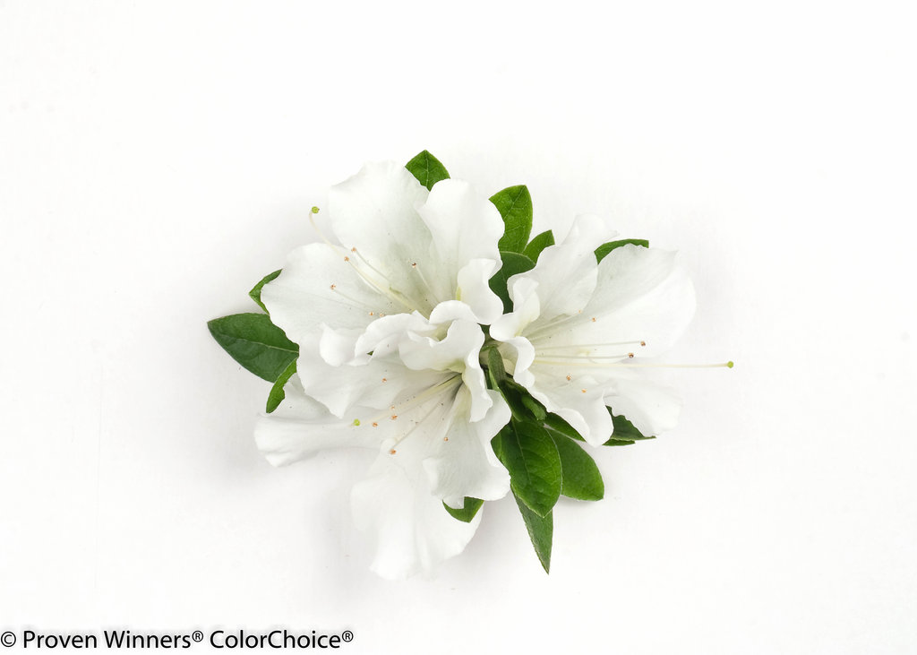 Bloom-A-Thon® White - Reblooming Azalea - Rhododendron x | Proven 