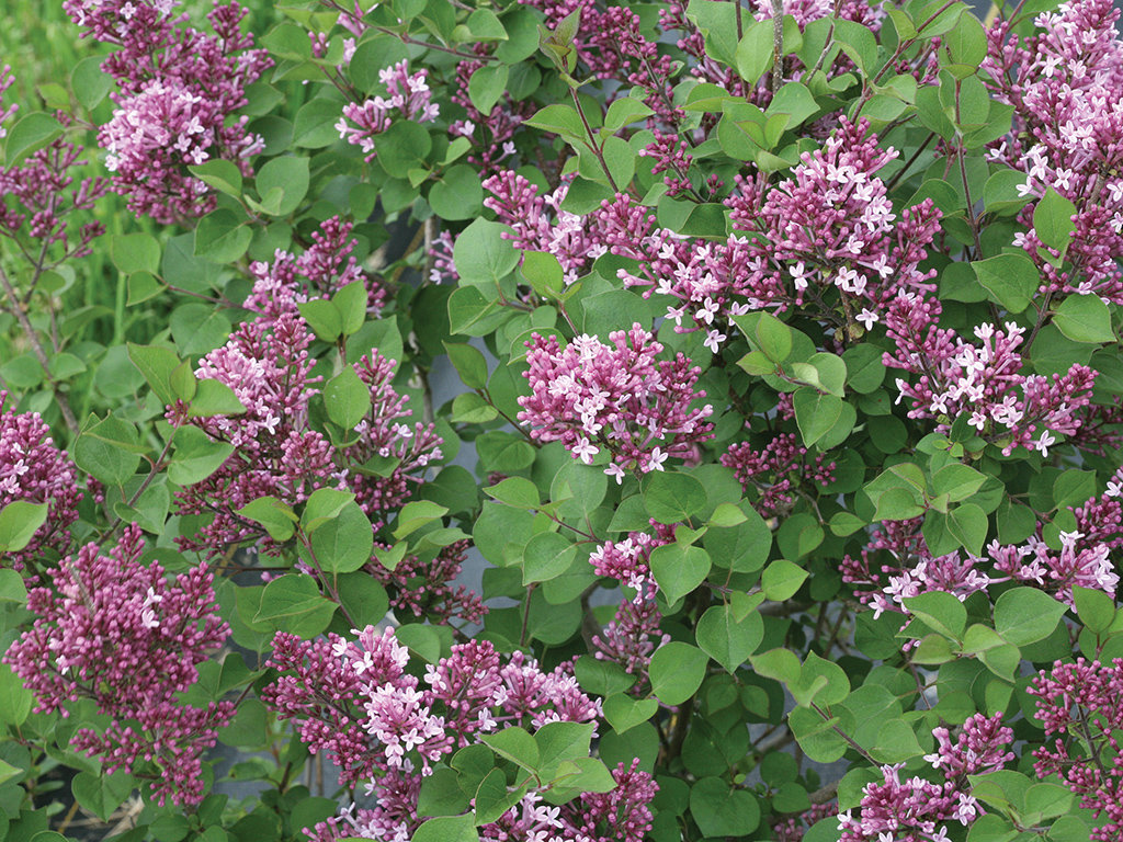 dwarf lilac