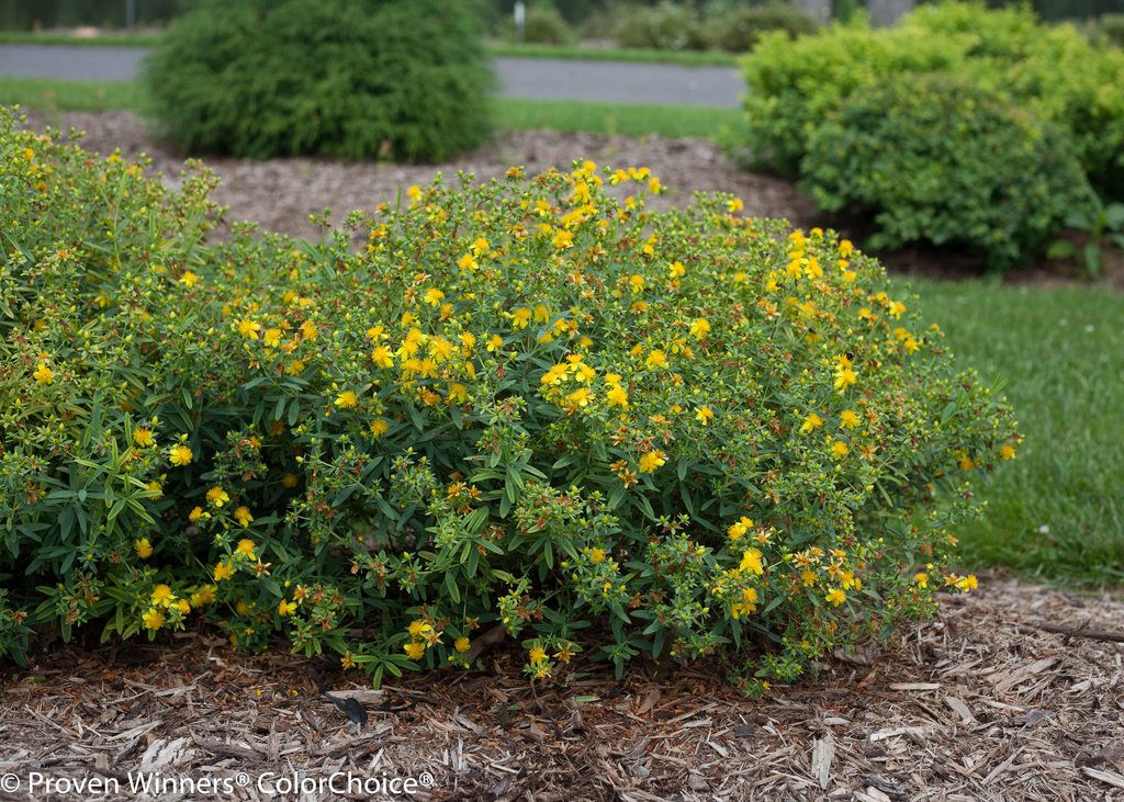 St johns wort plant care pruning