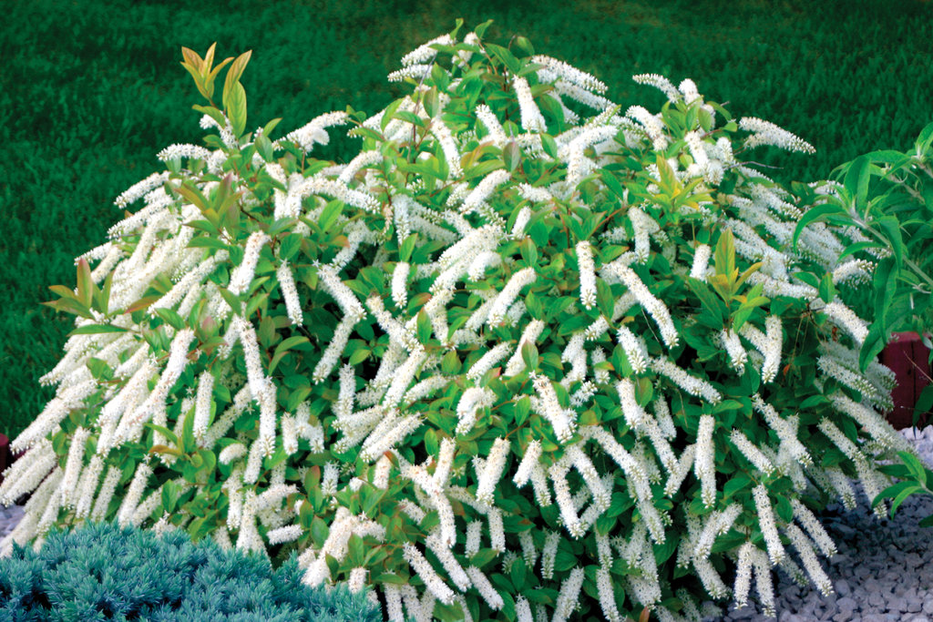 Image of Sweetspire (Itea) shrub