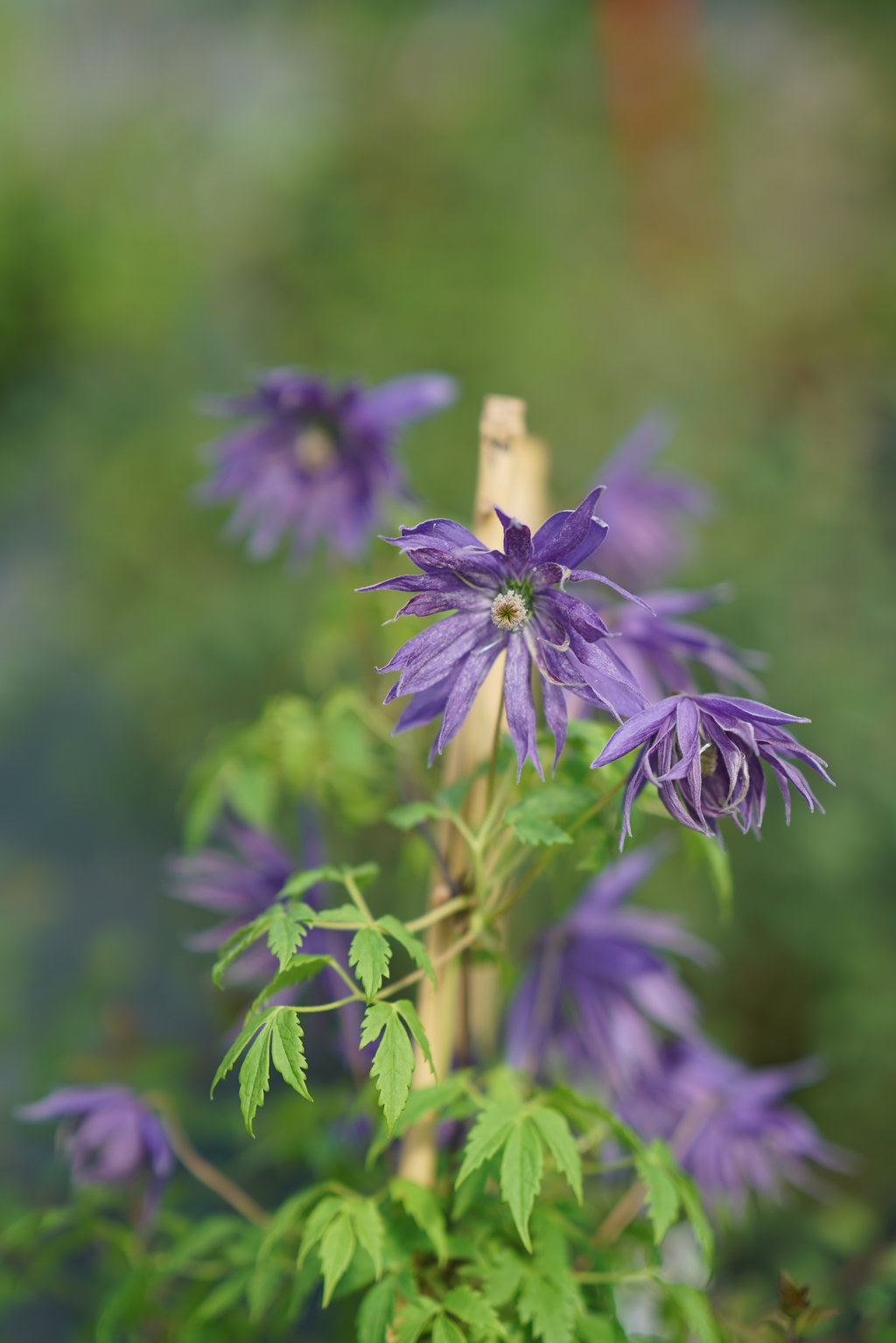 clematis