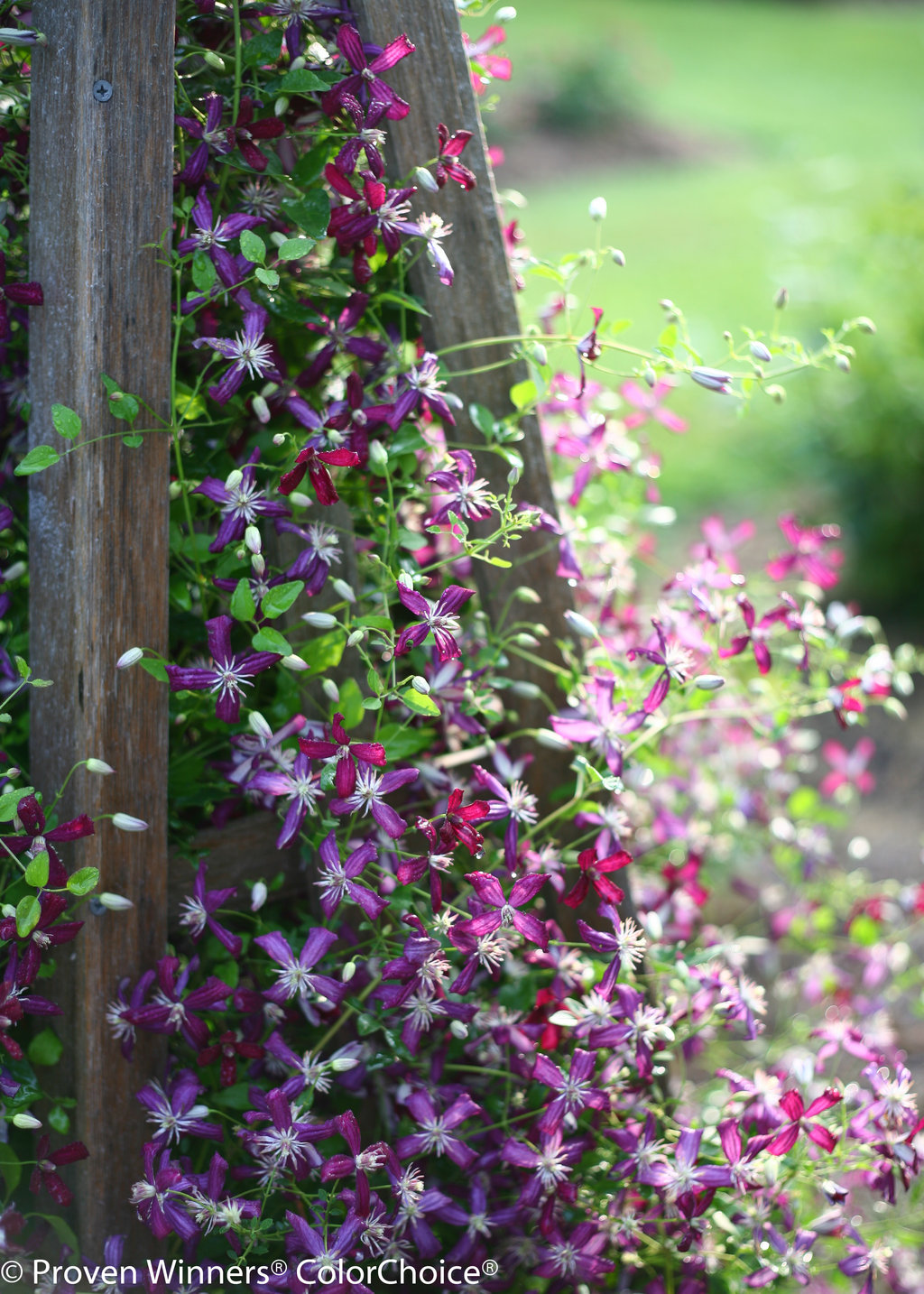 'Sweet Summer Love' Clematis x Images Proven Winners