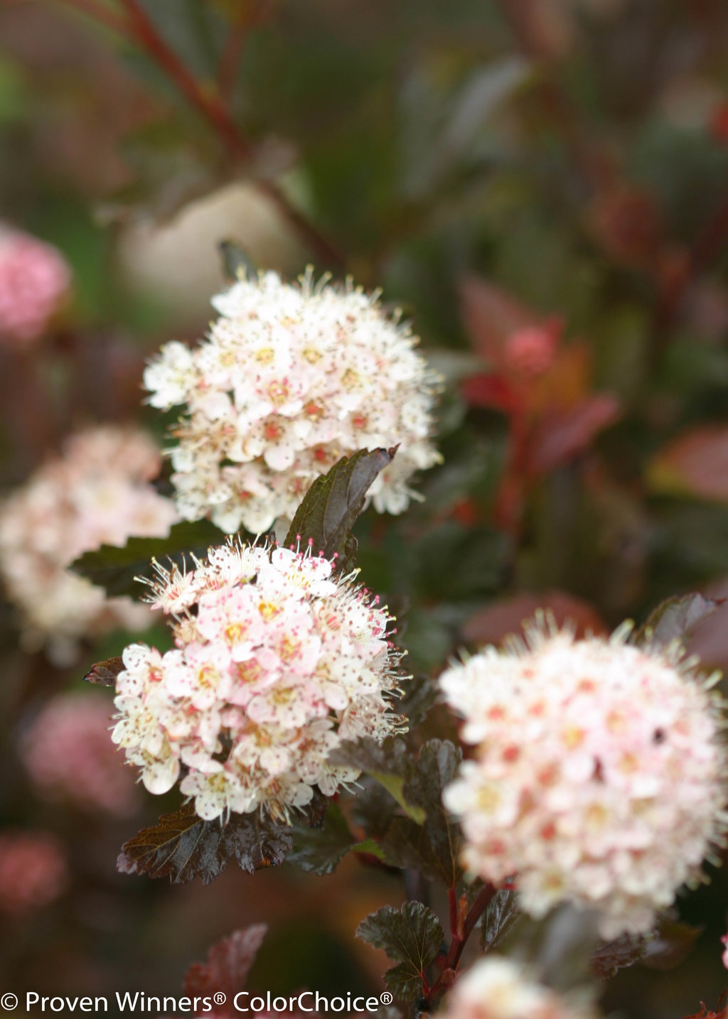 Image of Coppertina ninebark shrub in full bloom