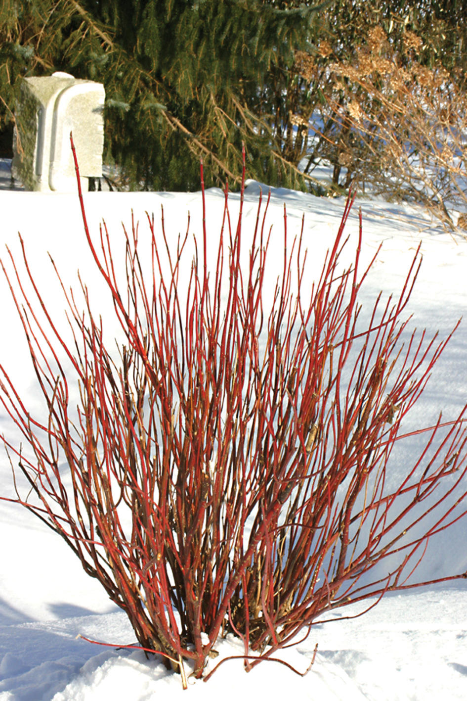 arctic fire® red - red-osier dogwood - cornus stolonifera | proven