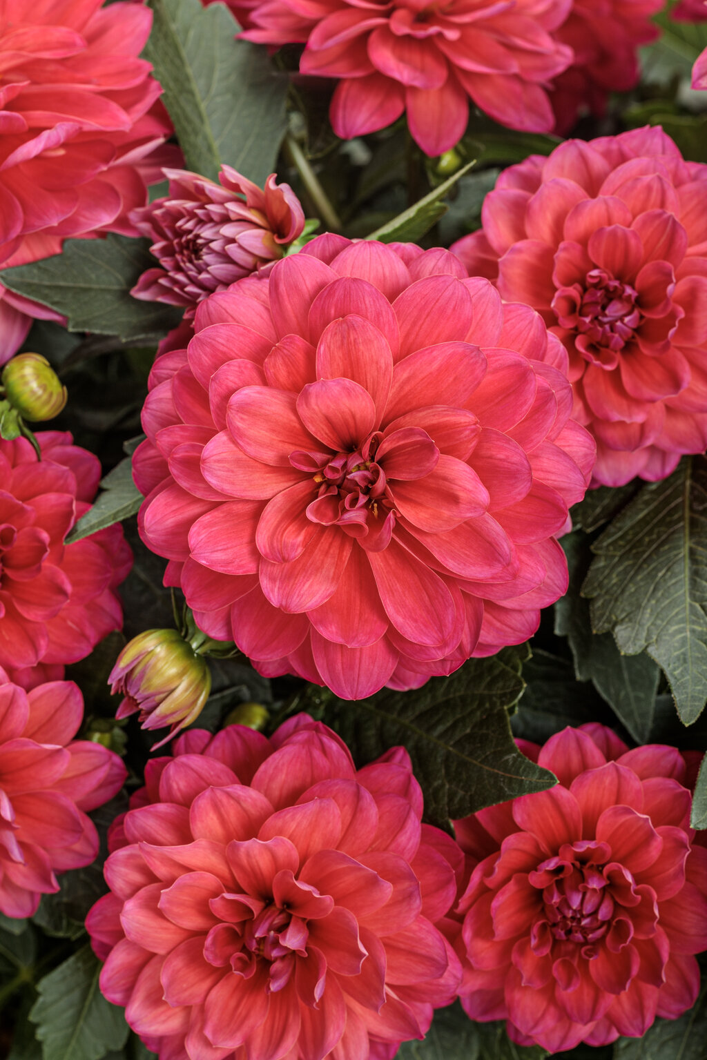 Virtuoso® Rad Raz® - Dahlia variabilis | Proven Winners