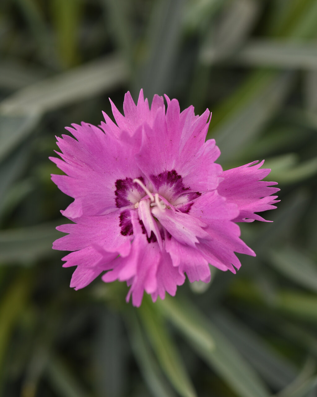 Mountain Frost™ 'Silver Strike' - pinks - Dianthus hybrida | Proven Winners