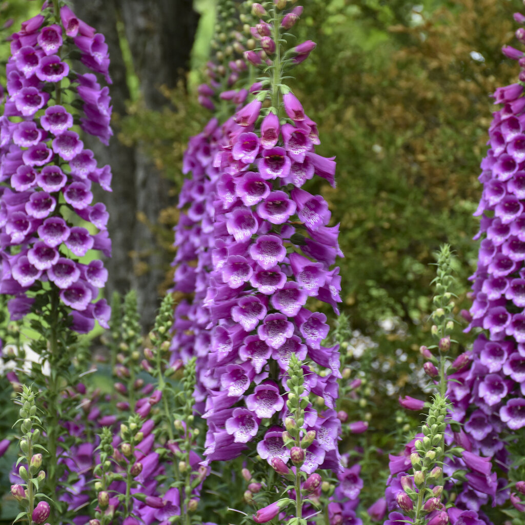 'Dalmatian Purple' Foxglove Digitalis hybrida Proven Winners