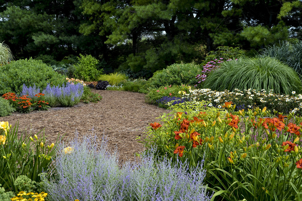 landscaping with daylilies
