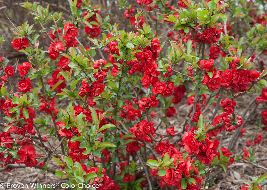Double Take Scarlet Quince Chaenomeles Speciosa Proven Winners