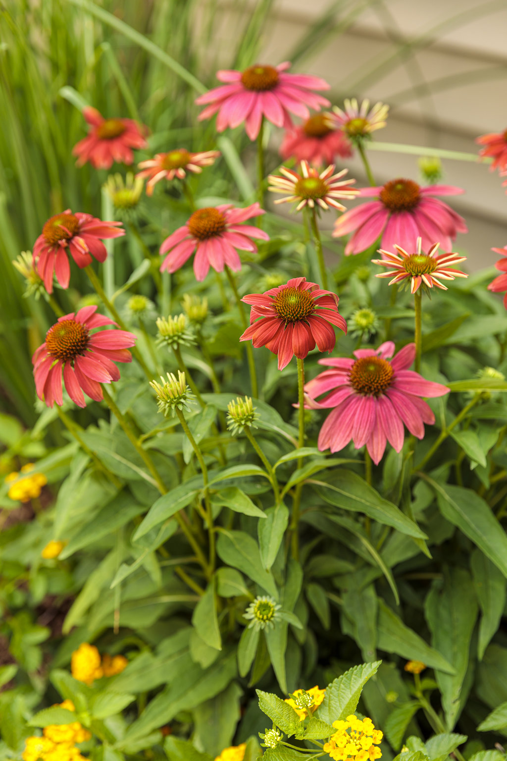 Color Coded Orange You Awesome Coneflower Echinacea Hybrid Proven Winners