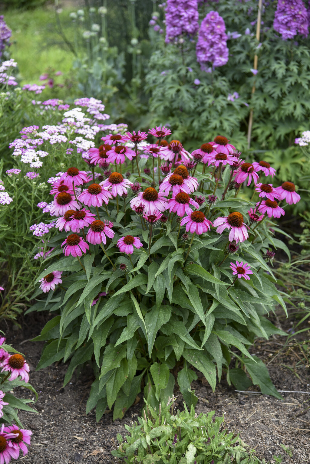 Color Coded® 'The Fuchsia is Bright' - Coneflower - Echinacea