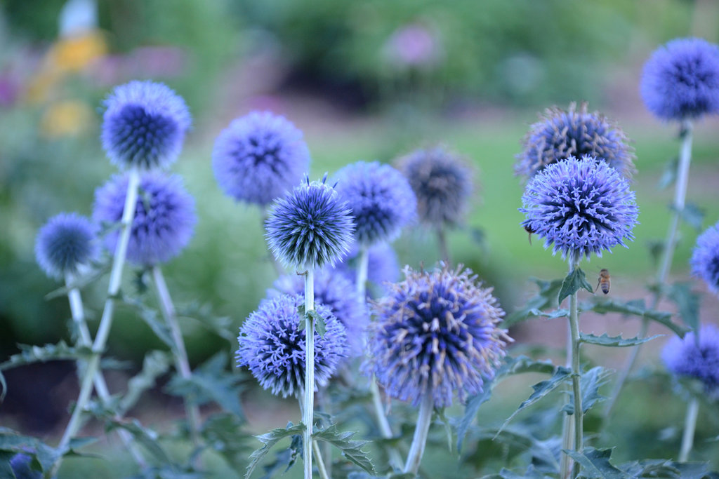 Image of Globe Thistle blue flowers