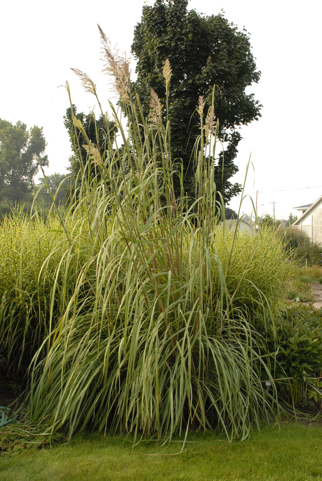 Ravenna Grass Erianthus Ravennae Proven Winners