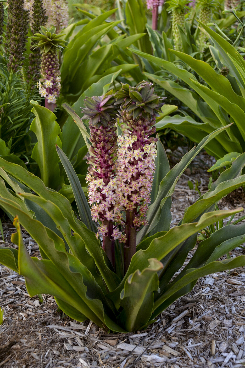 Crowning Glory™ 'Purple Reign' - Pineapple Lily - Eucomis hybrid