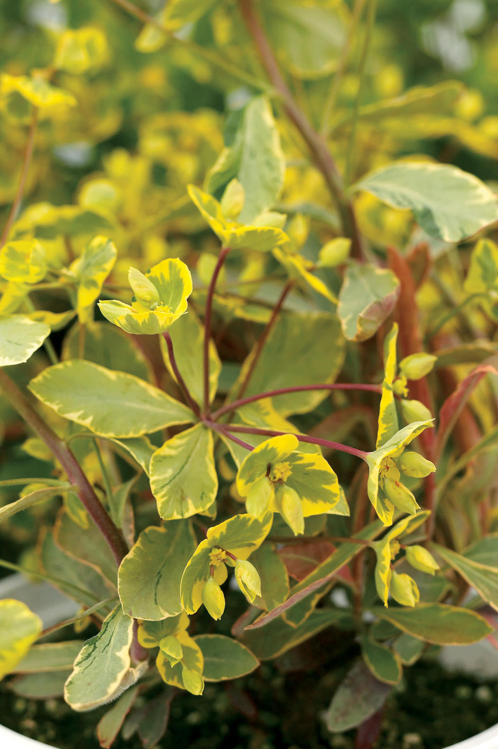 Helena's Blush Wood Spurge Euphorbia amygdaloides hybrid Proven