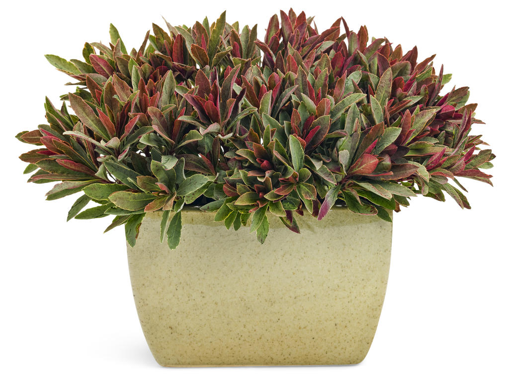 Helena's Blush Wood Spurge Euphorbia amygdaloides hybrid Proven