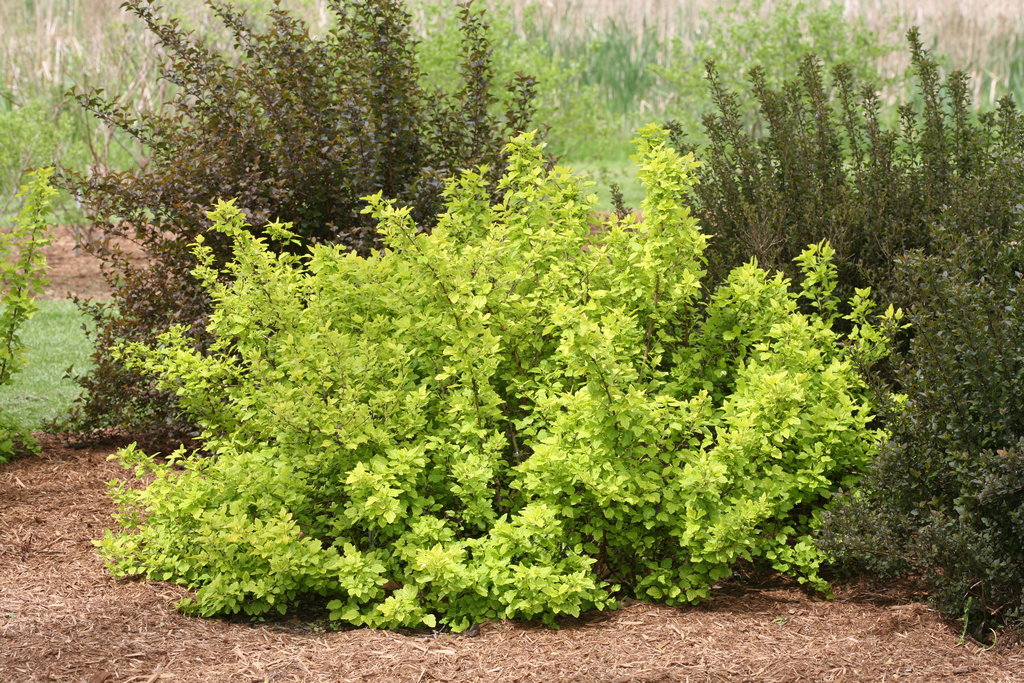 Image of Dart's Gold ninebark shrub