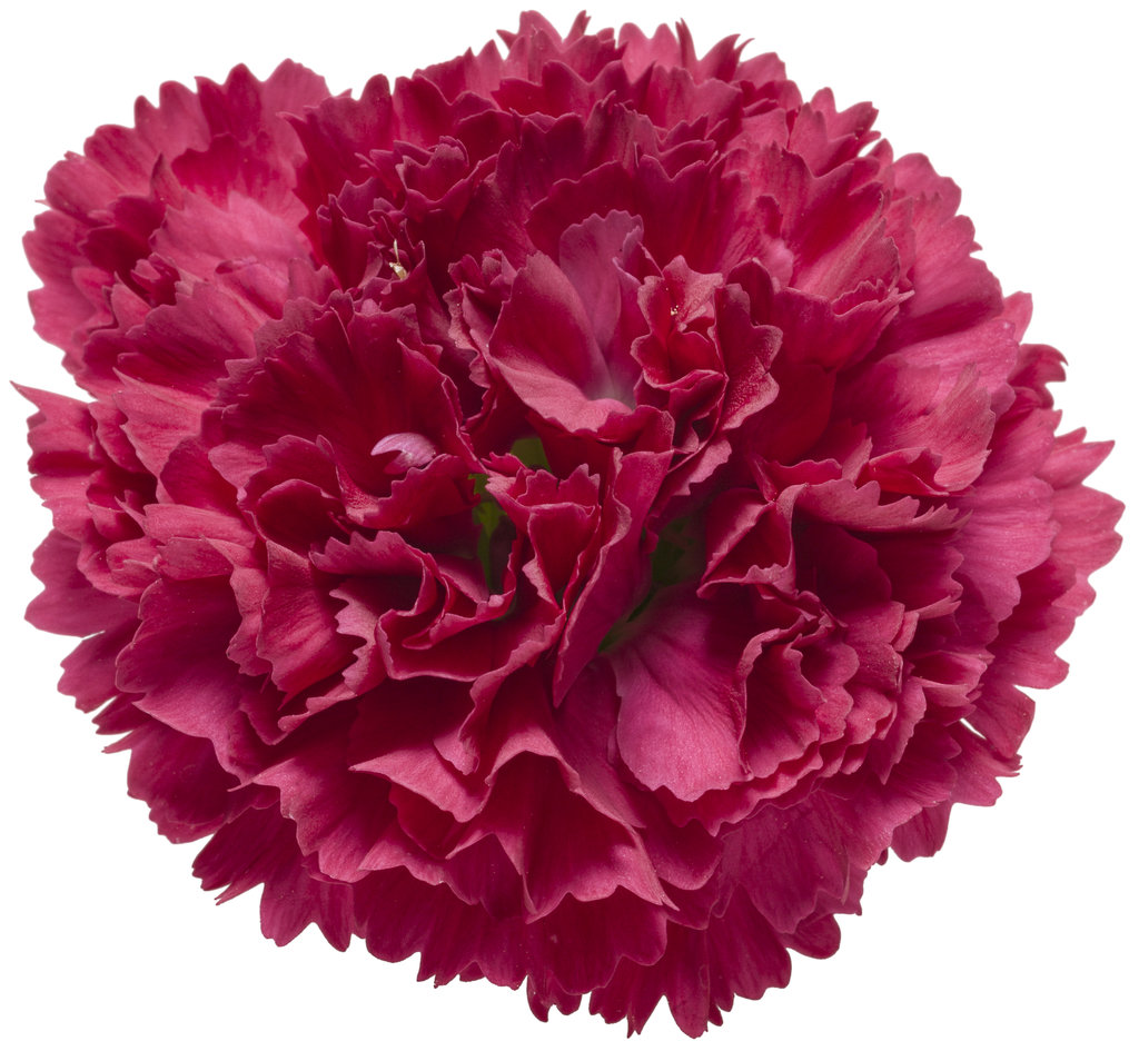 Fruit Punch® 'Cranberry Cocktail' - Pinks - Dianthus hybrid | Proven ...