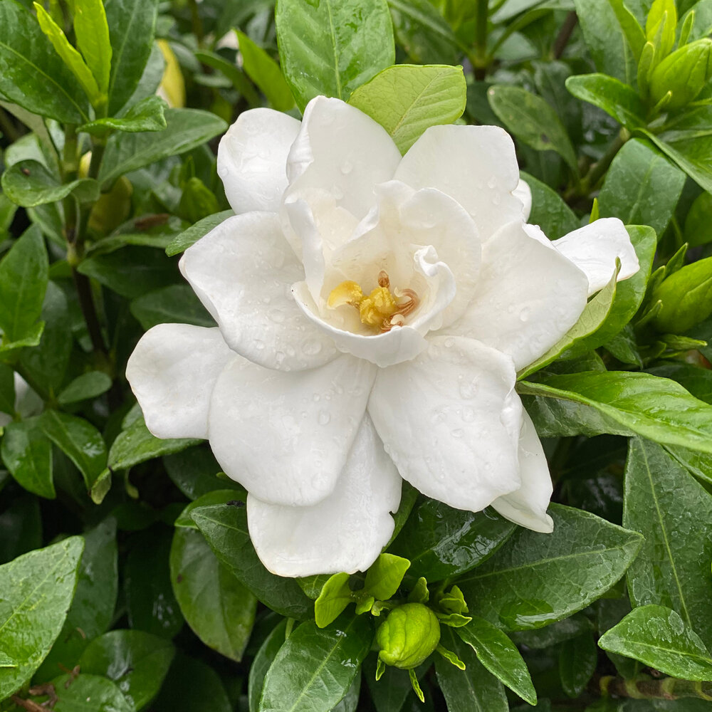 Gardenia Jasminoides Gardenia Jasminoides
