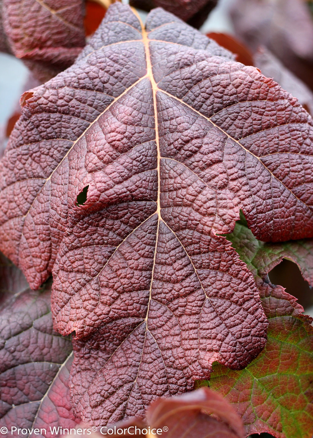 Gatsby Moon® - Oakleaf hydrangea - Hydrangea quercifolia | Proven Winners