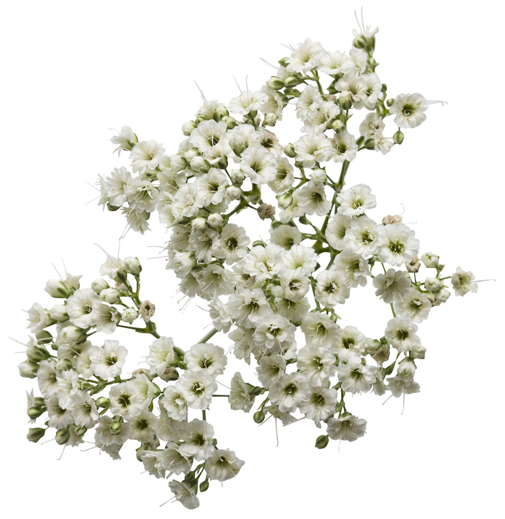 Baby's Breath (Gypsophila paniculata), The Beautiful