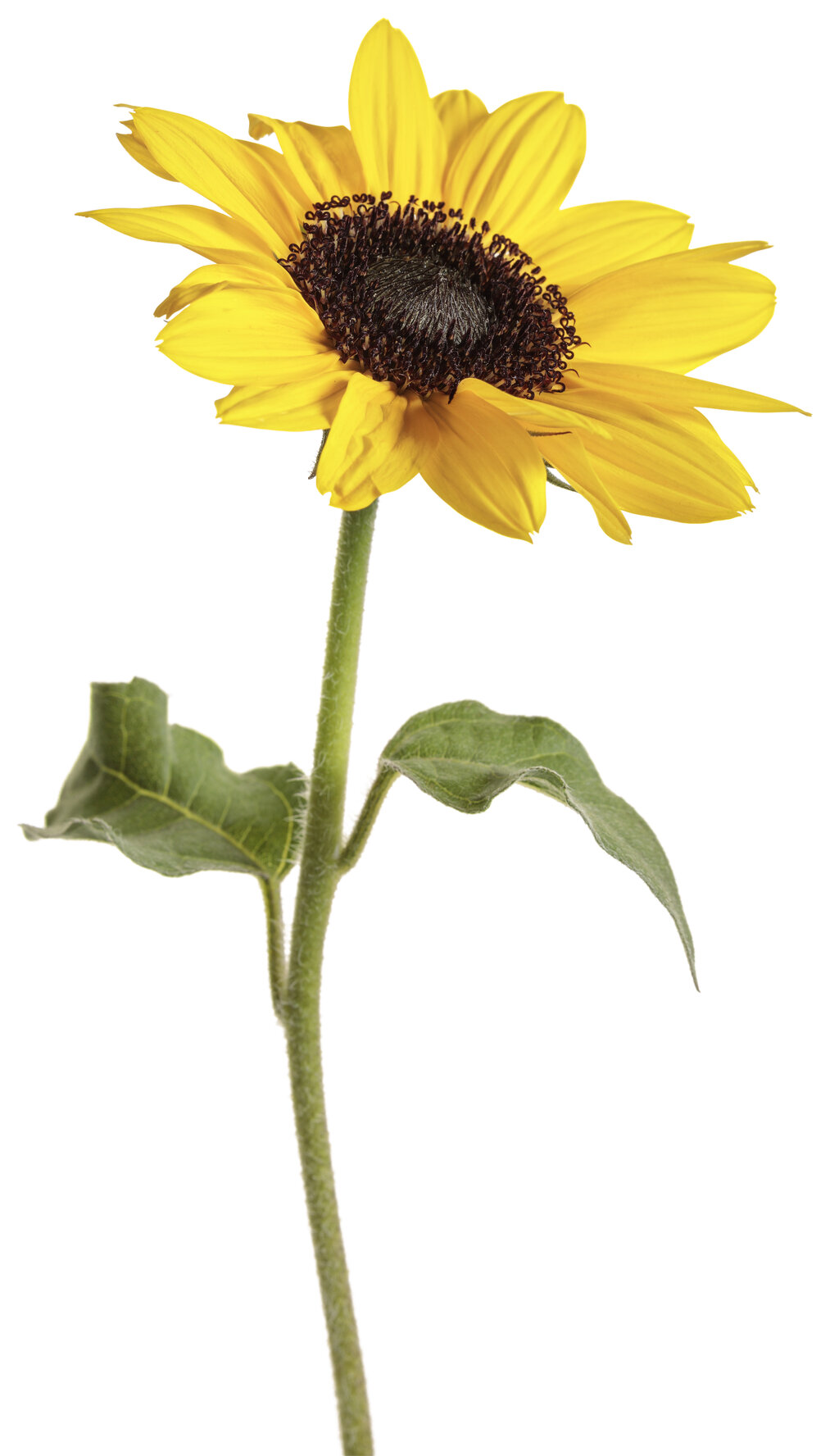 Suncredible® Yellow   Sunflower   Helianthus hybrid   Proven Winners