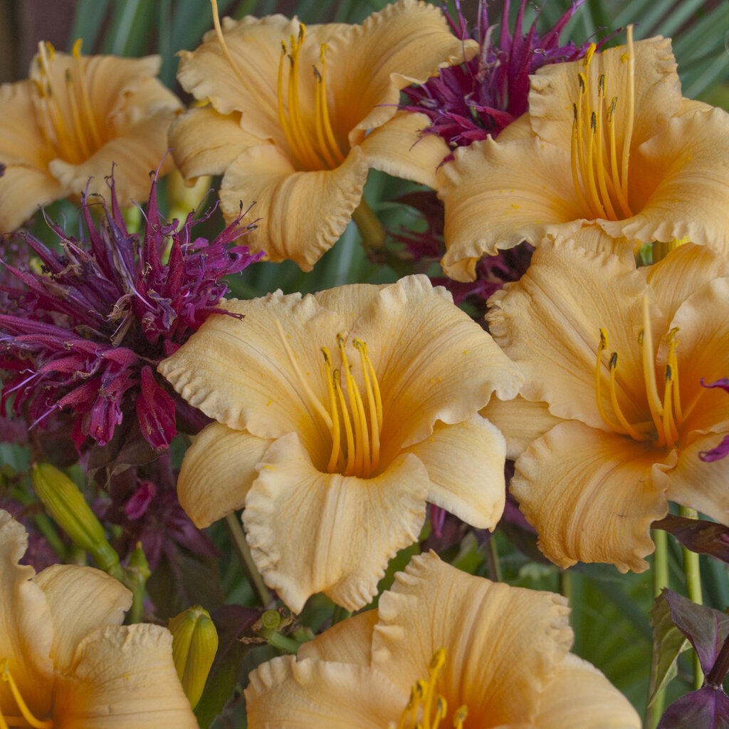 'Apricot Sparkes' Daylily Hemerocallis hybrid Proven Winners