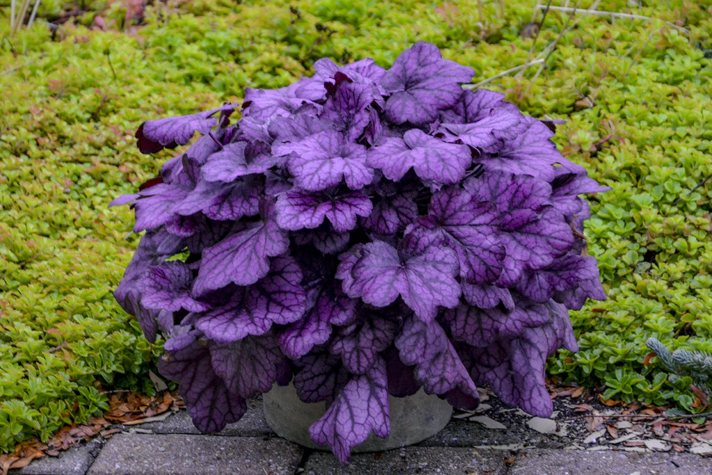 xiaomaluxe - Hermès Herbag PM in Naturel & Rose Purple. A