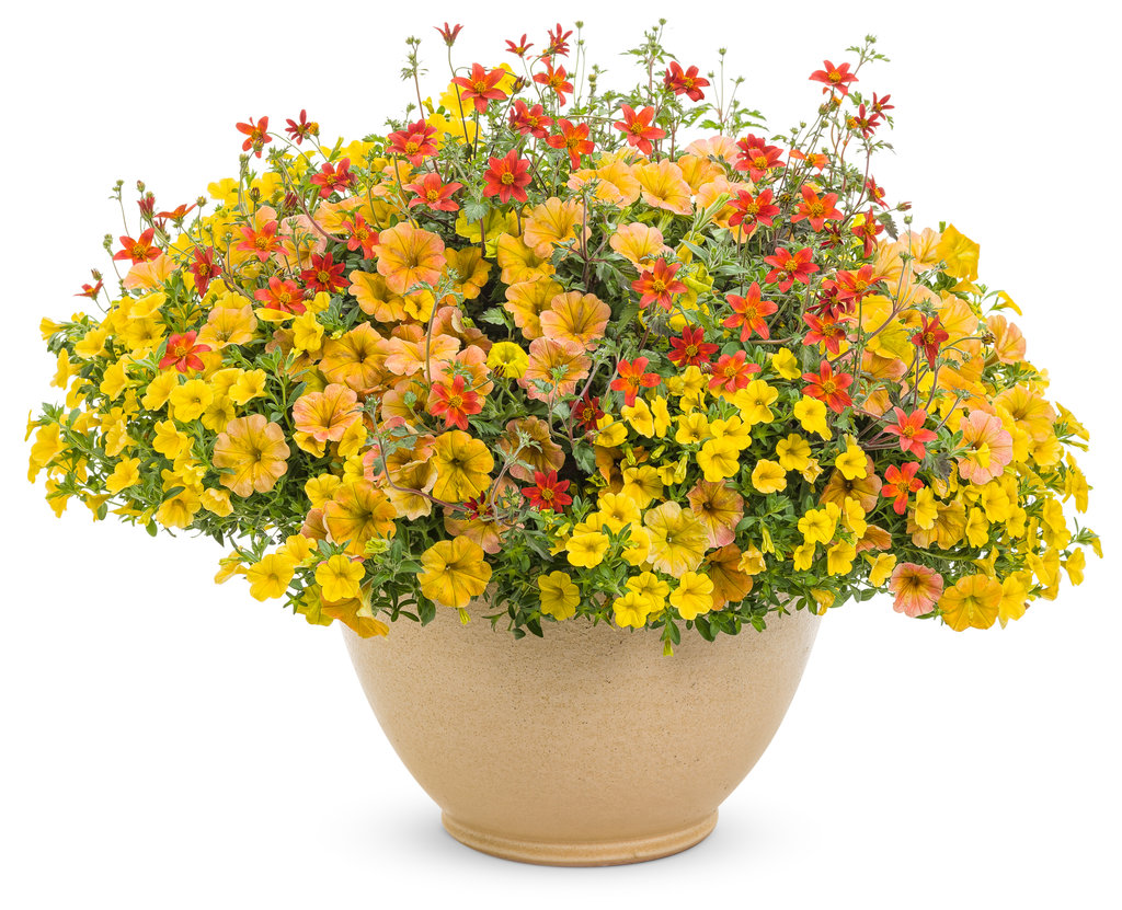 Supertunia® Honey™ - Petunia hybrid | Proven Winners