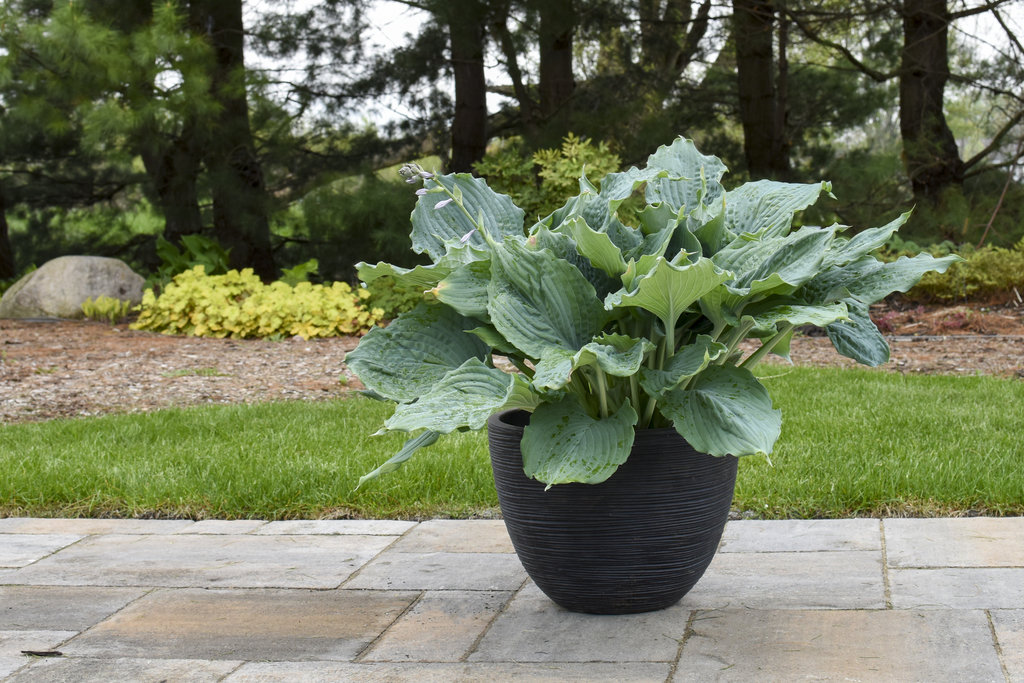 hosta in pot