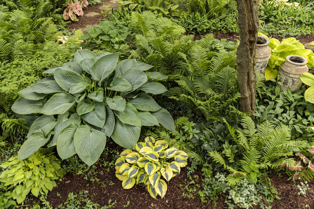 garden with hostas