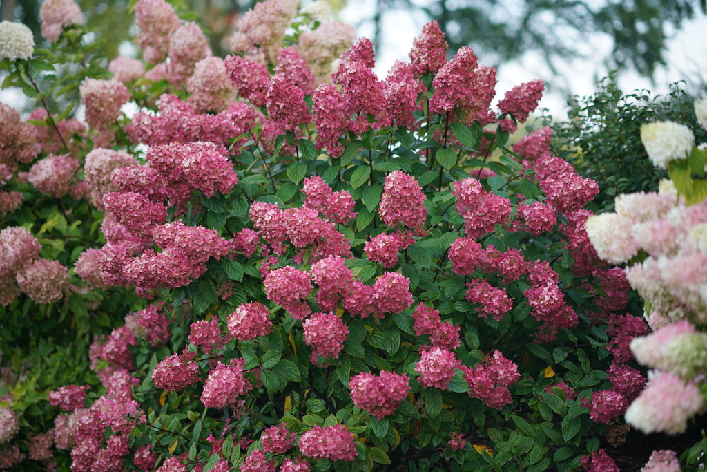 Fire Light Panicle Hydrangea Hydrangea Paniculata Proven Winners