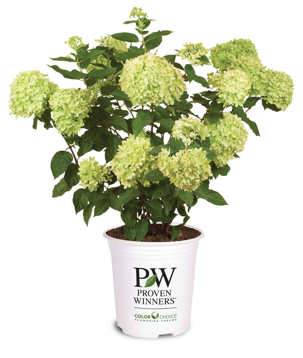 Live Plant Limelight Panicle Hydrangea 2 Gallon Pot