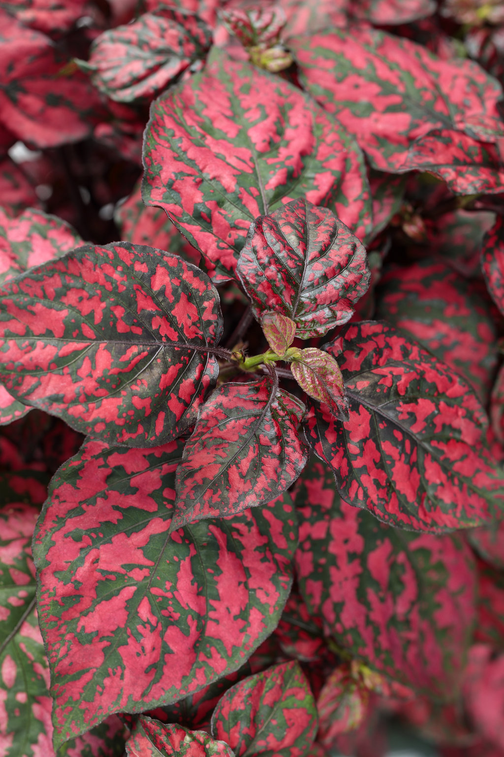Hippo Red Polka Dot Plant Hypoestes Phyllostachya Proven Winners,Anniversary Gift Ideas