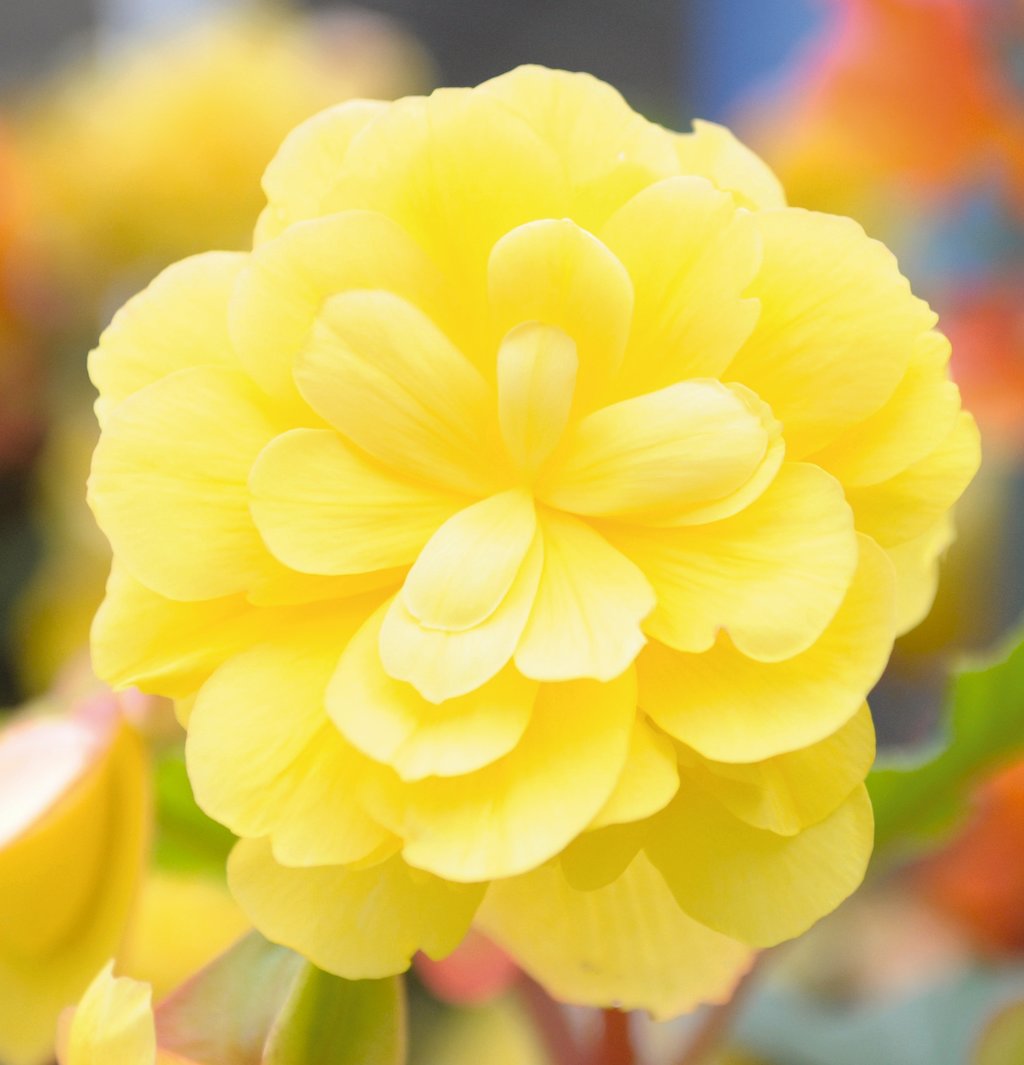 Illumination® Lemon - Tuberous Begonia - Begonia x tuberhybrida | Proven  Winners
