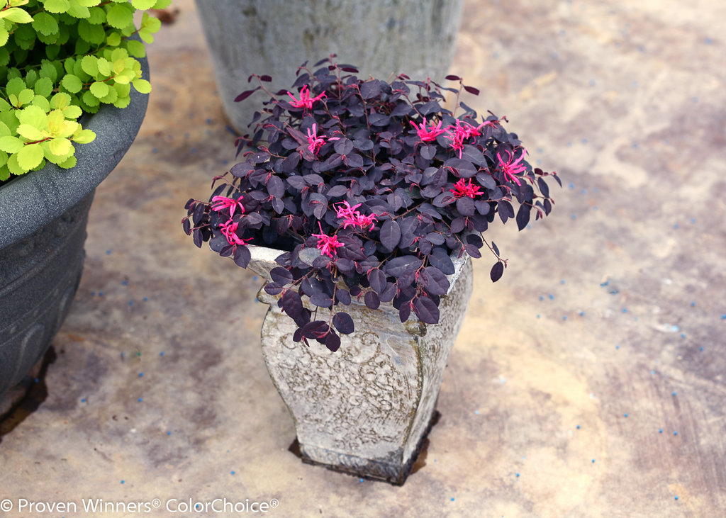 Jazz Hands Mini® fringe-flower Loropetalum chinense | Proven
