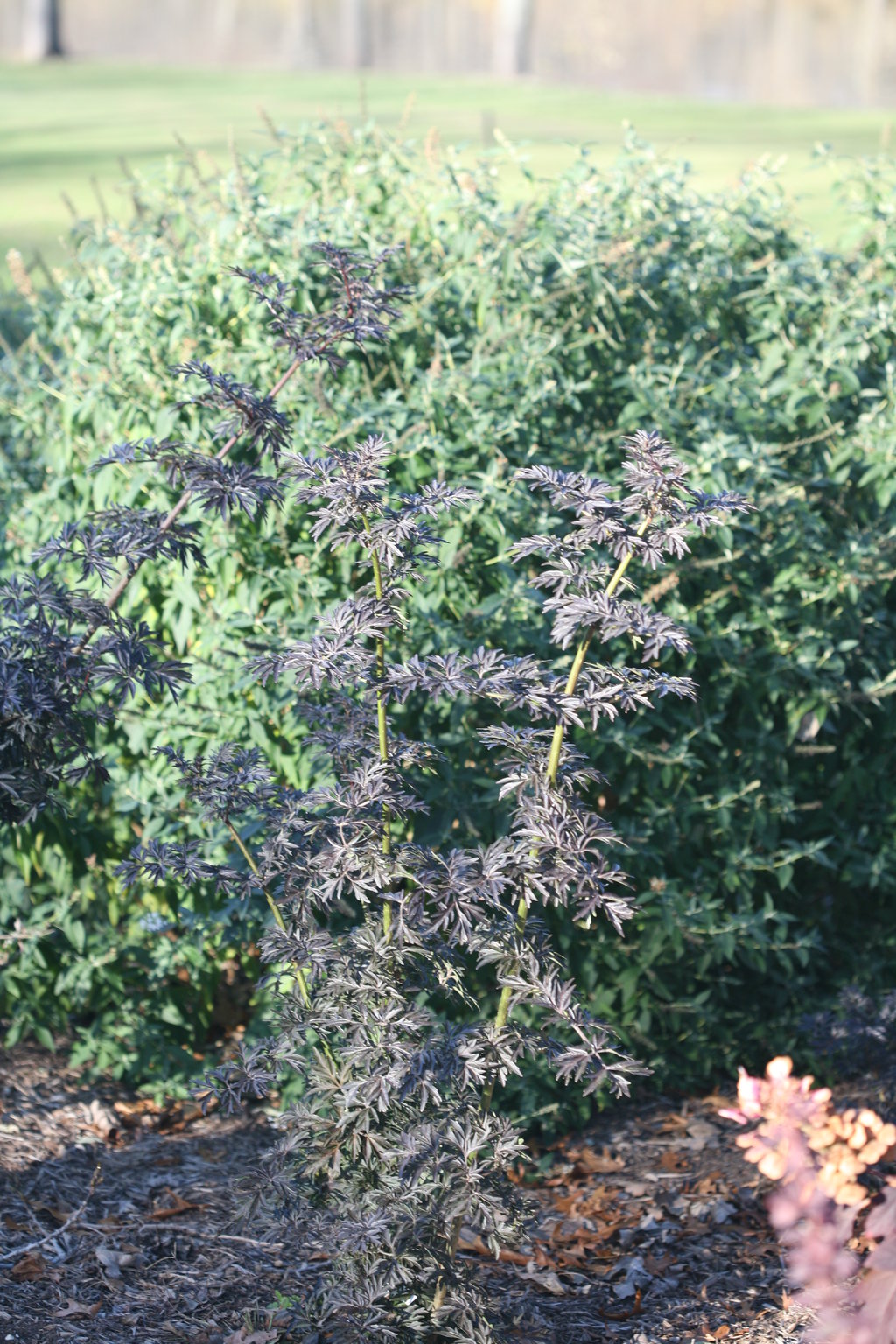 Laced Up® - Elderberry - Sambucus nigra