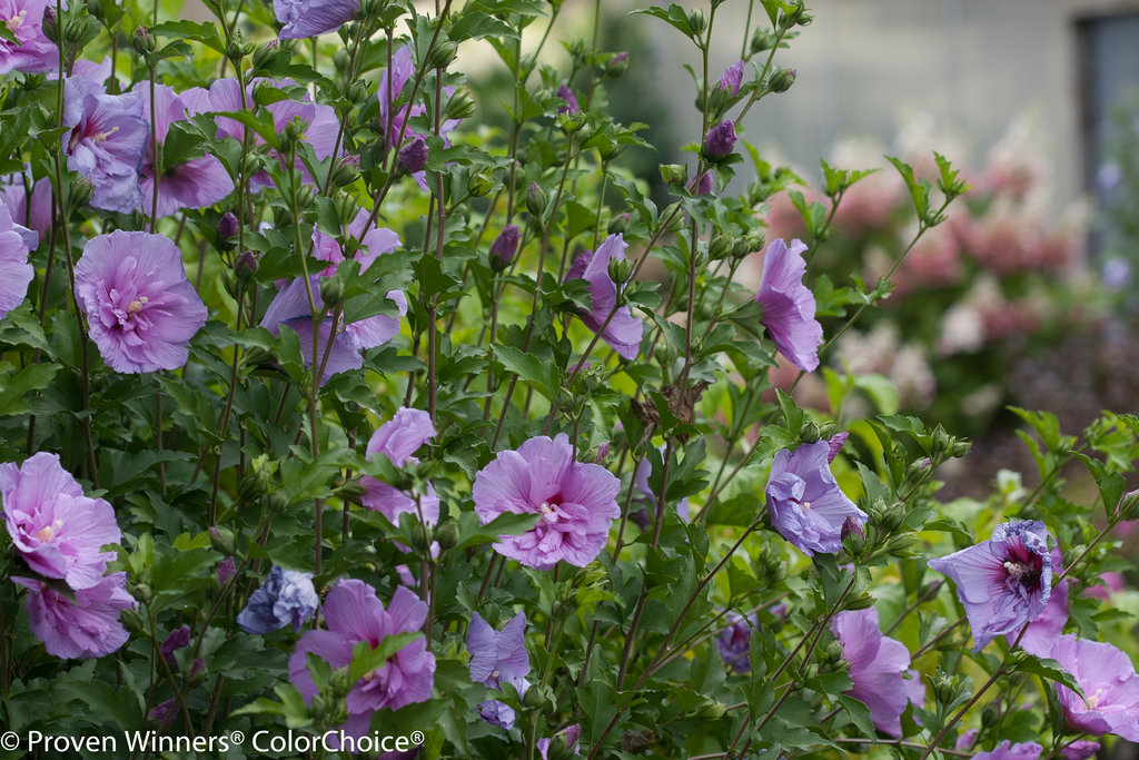 Light Purple Flowers Lavender Chiffon Live Shrub Hibiscus 1 Gallon