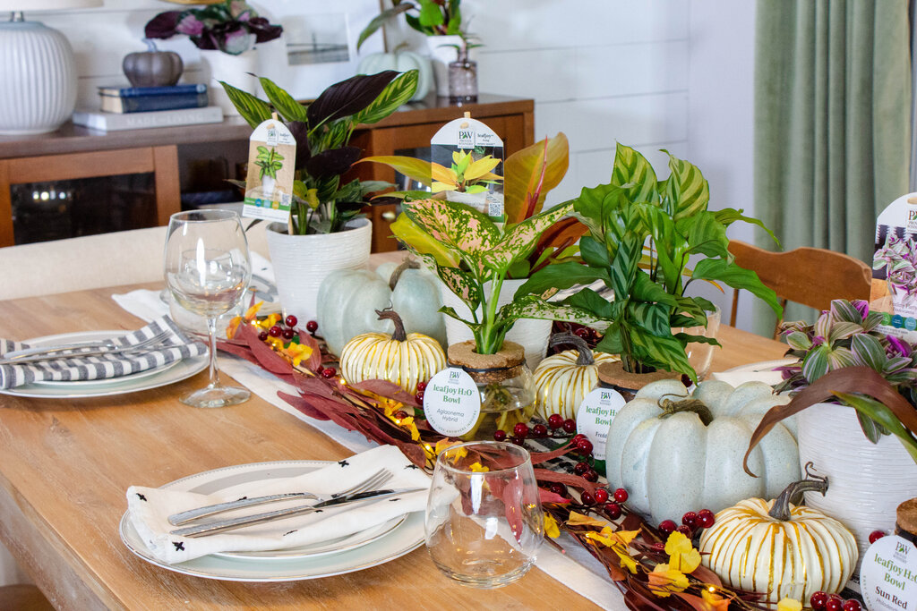 Thanksgiving table houseplants