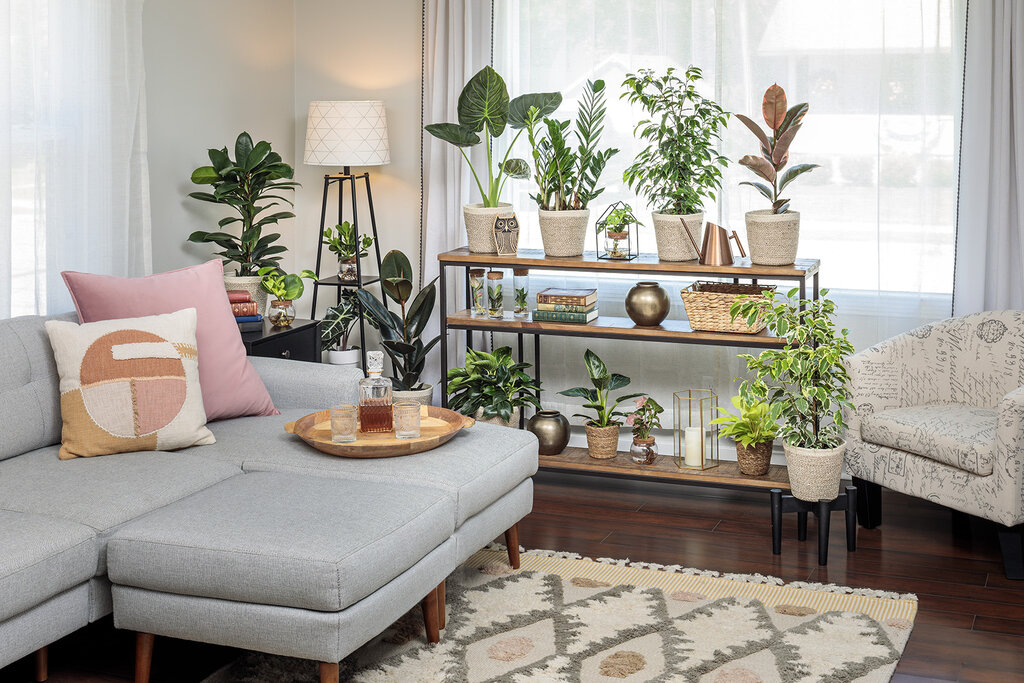 living room plants