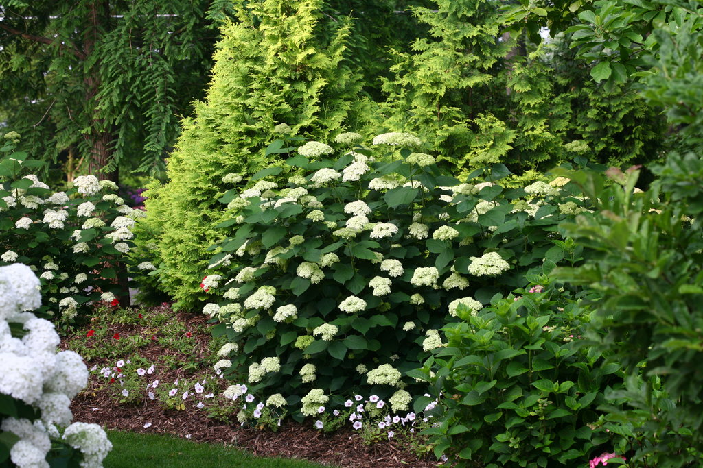 Image of Lime Rickey Hydrangea Plant in Full Bloom