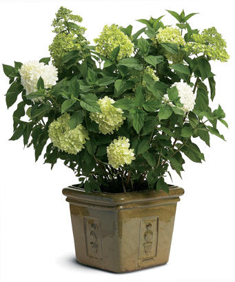 Live Plant Limelight Panicle Hydrangea 2 Gallon Pot