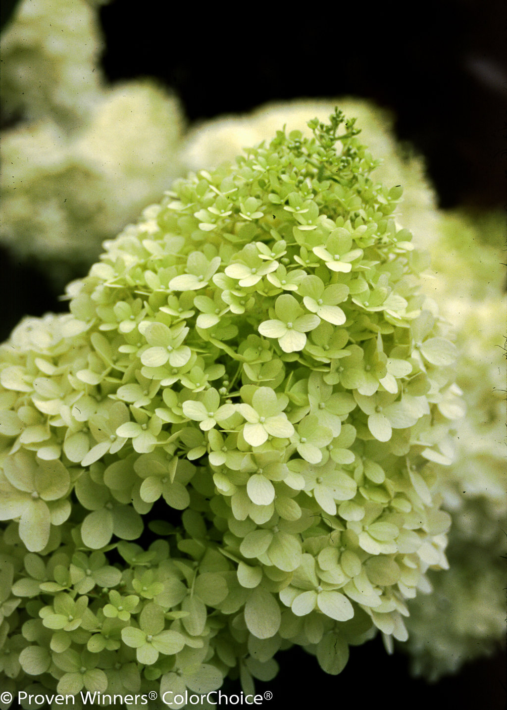 Limelight39;  Hardy Hydrangea  Hydrangea paniculata Images  Proven 