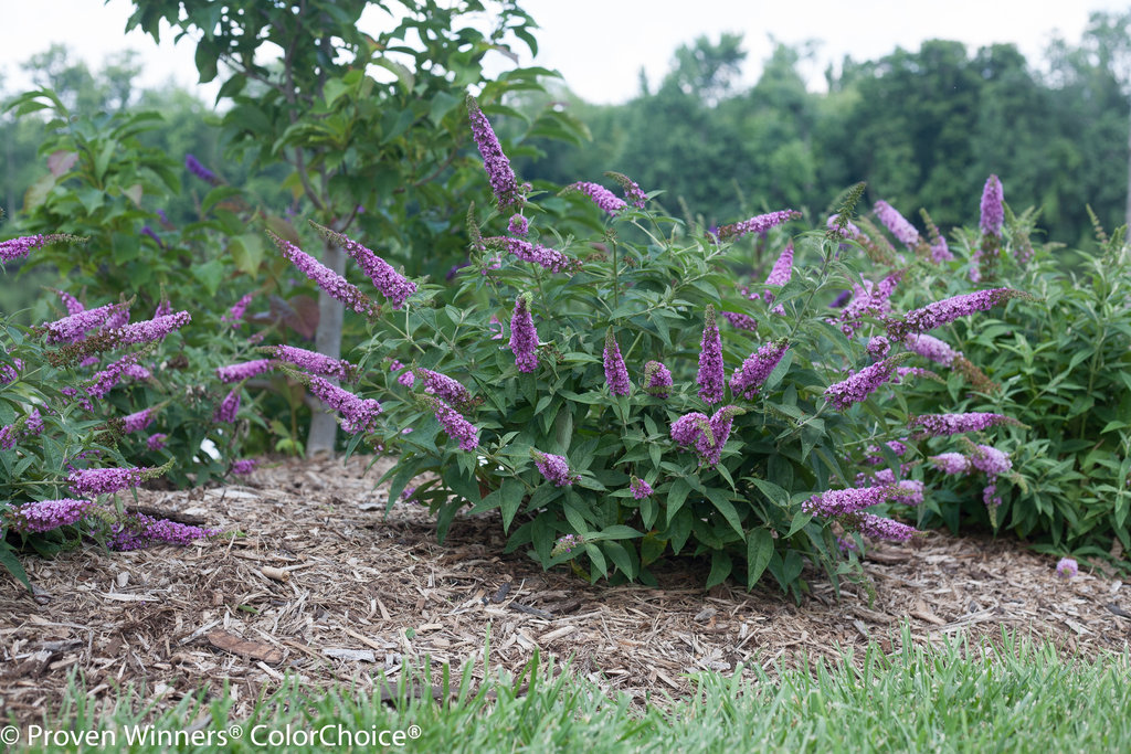 Image of Lo and Behold Butterfly Bush in Full Bloom